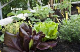 There's no question of what to do in september in the vegetable garden. It S September Here Is What You Can Plant