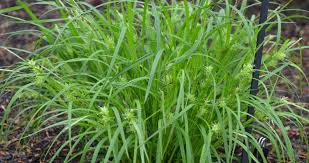 Image result for Carex brassii