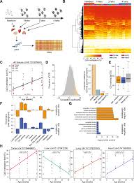 Multi Tissue Dna Methylation Age Predictor In Mouse