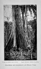 Image result for Hydrostachys bismarckii