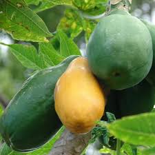 Image result for Carica papaya