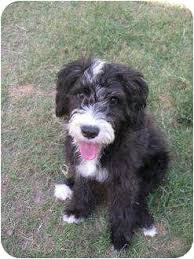 We did not find results for: New Milford Ct Portuguese Water Dog Meet Ruffi A Pet For Adoption
