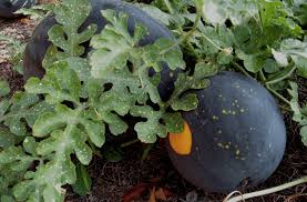 Image result for Citrullus lanatus