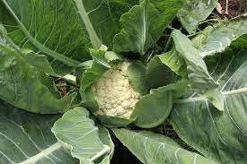 Growing Cauliflower In Arkansas Uofa Division Of Agriculture Craig R Andersen Associate Professor Growing Cauliflower Fall Garden Vegetables Vegetables