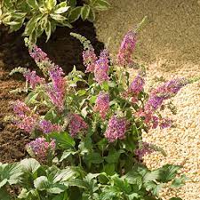 Kaleidoscope Butterfly Bush Spring Hill Nurseries