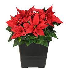 Costa Farms 2 Qt Fresh Poinsettia In Decor Upgrade Pot Live Co 6poin 3 Tori The Home Depot Poinsettia Poinsettia Plant Silk Flower Arrangements