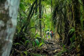 Deforestation is a major threat to biodiversity and ecosystems in costa rica. Best Costa Rica Rainforests For Tropical Vacation Tours