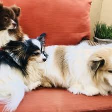 Bulk supplies for households, businesses, schools, restaurants, party planners and more. Doggy Spa And Grooming 37 Photos 34 Reviews Pet Groomers 322 Broadway Bayonne Nj Phone Number