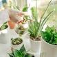 Plant Care 101