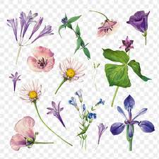 Purple Wild Flowers Png Illustration Hand Drawn Set Free Image By Rawpixel Com Hein Flower Illustration Flower Drawing Drawing Set