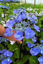 Image result for Ozoroa macrophylla