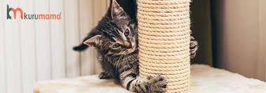 Kedi Tirmalama Tahtasi Secerken Dikkat Edilmesi Gerekenler Evcil Hayvan Blogu