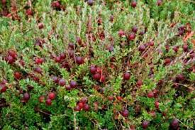 A Ripening Cranberry Bush Cranberry Fruit Trees Planting Flowers