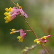 Image result for Corydalis