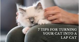 Approach the cat cautiously, preferably wearing long sleeves and pants. Seven Tips For Turning Your Cat Into A Lap Cat