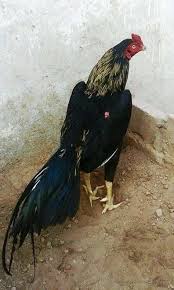 Ayam bangkok wiring kuning sudah sangat terkenal di kalangan para pecinta atau pehobi sabung ayam, bahkan pehobi ayam hias di seluruh asia. Hasan Milla Hasanmilla Profile Pinterest