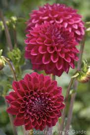 Dahlia Tujay S Victoria A Decorative Style Hybrid Raised By Hammond Of New Zealand More Dahlia Photos Asteraceae Dahlia Photo Stock Images