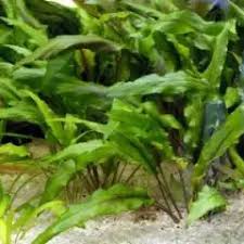 Image result for Trichilia quadrivalvis