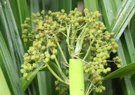 Image result for Hypolytrum