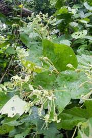 Image result for Bauhinia bowkeri