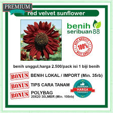 Buat yang ingin menanam bunga matahari dari bening hingga bertunas dan masih bingung bagaimana caranya yang benar. Jual Benih Biji Bunga Matahari Red Velvet Quuen Bunga Matahari Merah Kota Yogyakarta Kevinjuniortama Tokopedia