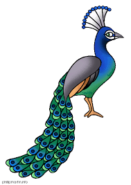 Peacock images, peacock images hd, peacock images hd download, peacock images for drawing, peacock images cartoon, peacock images free, peacock images free download, white peacock images, peacock images painting, beautiful peacock images, peacock images drawings, peacock images clip art, peacock images for colouring, image of peacock, free peacock images, peacock images black and white. Peacock Google Images Peacock Drawing Peacock Clip Art