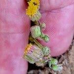 Image result for Nidorella vernonioides