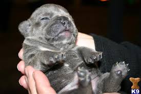 All of our french bulldog puppies go through extensive medical exams to ensure there health is in check. French Bulldog Puppies For Sale In Oklahoma Dogs Breeds And Everything About Our Best Friends