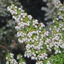 Image result for Erica arborea