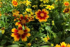 Since the sunflower follows the sun, the sunflower denotes worship and enthusiasm. 13 Different Flowers That Almost Look Like Sunflowers With Pictures Conserve Energy Future
