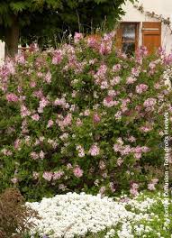 Image result for Sebaea microphylla