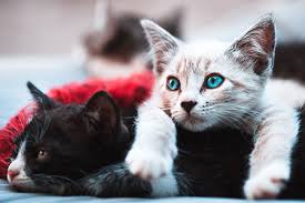 Downtown san antonio photo by zsolt varga. Cat Path To Wellness Penny Paws