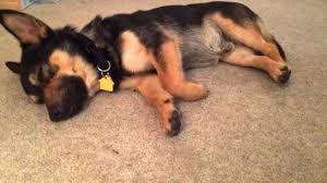 The german shepherd and welsh corgi cross have a lifespan of 12 to 15 years. Corman Shepherd Corgi German Shepherd Mix Barking Royalty