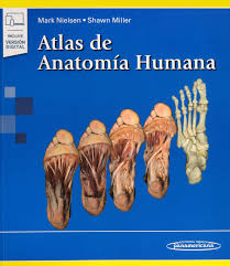 Está dirigido a los alumnos de cuarto grado de educación. Atlas De Anatom A Humana E Spanish Edition Mark Nielsen Shawn Miller 9788491105084 Amazon Com Books