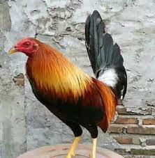 Gambar ayam ninja boston peru magon ninja ayam filipina bangkok ayam petarung boston pure peruvian youtube website streaming film terlengkap dan terbaru dengan kualitas terbaik from i0.wp.com untuk cek harga silahkan buka di link group di atas. Peternak Ayam Philipin Updated Peternak Ayam Philipin Facebook