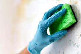 Check spelling or type a new query. How To Remove Mold From Walls For Good Housewife How Tos
