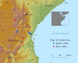 Image result for Afrocarpus usambarensis