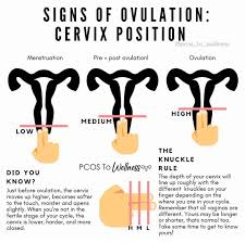 Image result for cervix position