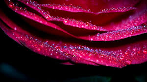 Of course, you must produce high quality video contents to attract your audience. Drops On A Rose Fond D Ecran Hd Arriere Plan 2048x1152 Wallpaper Abyss
