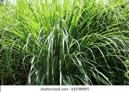 We did not find results for: Bunch Lemongrass Citronella Sun Light Stock Photo Edit Now 610789895