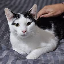 Search Rescue Cats and Kittens in ACT