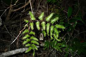 Image result for Lygodiaceae