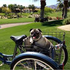 A Morning Bike Ride With Jack Pugs Biking With Dog Pugs Pug Lover