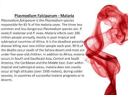 Plasmodium, the parasite responsible for human malaria, is among the most researched genera of there are four types of plasmodium which cause human malaria: Deparment Of Infectious Diseases Prezentaciya Onlajn