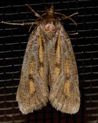 Image result for Vernonella chthonocephala