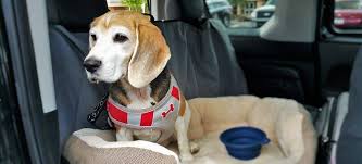 Check spelling or type a new query. Private Pet Transport En Route Pet Transportation Ground Cross Country