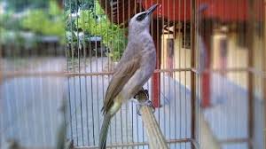 Download kicau burung trucukan garuda apk 4.1 for android. Suara Kicau Burung Trucukan Ropel Gacor Panjang Youtube