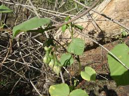 Image result for Ipomoea parasitica
