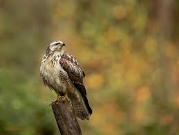 See what people are saying and join the conversation. Buizerd Inge Duijsens Fotografie