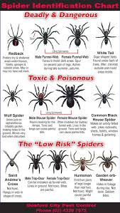 Spider Identification Chart Gosford City Pest
